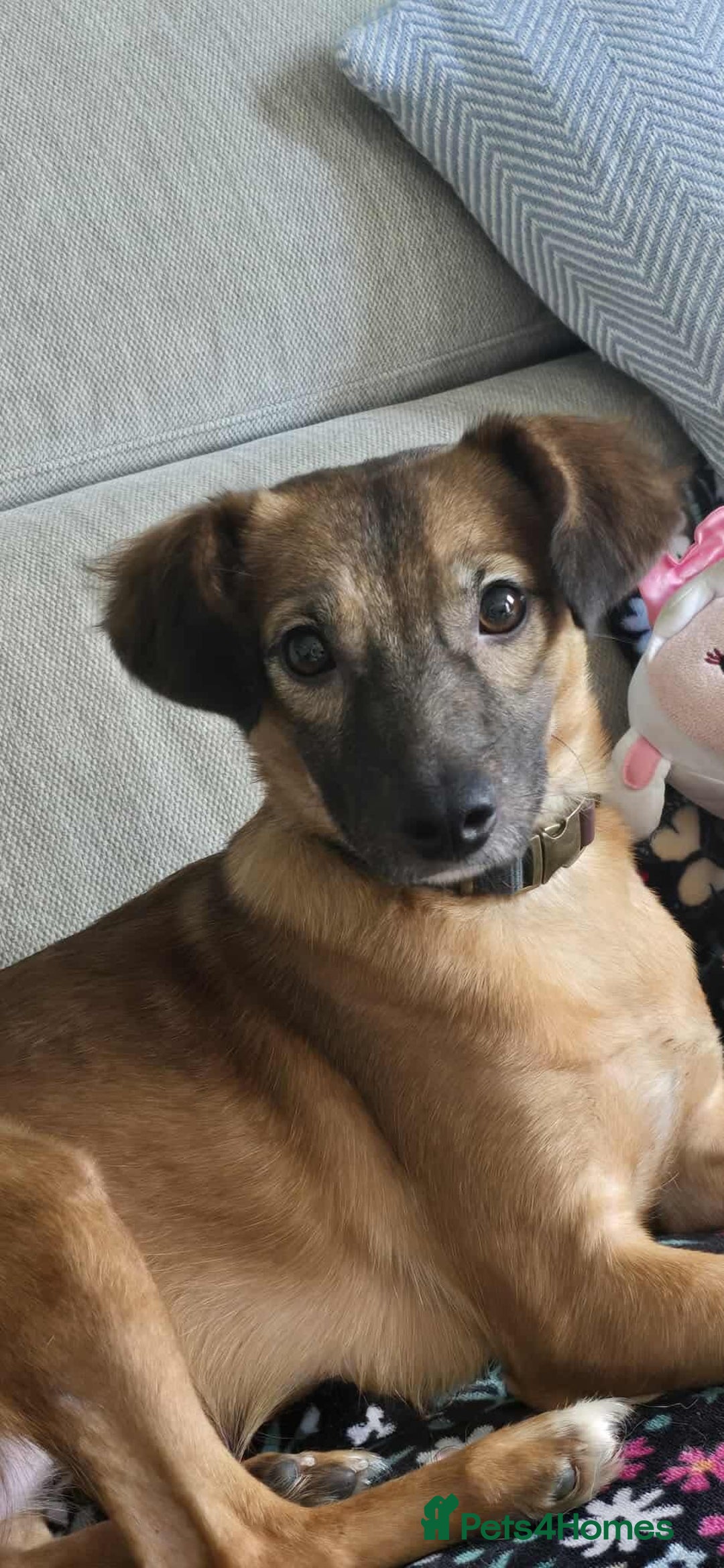 Mixed Breed dogs for adoption: Gorgeous little Lila - Image 10