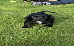 Cocker Spaniel dogs for sale: *READY TO LEAVE* Cocker Spaniel puppies  - Advert 2