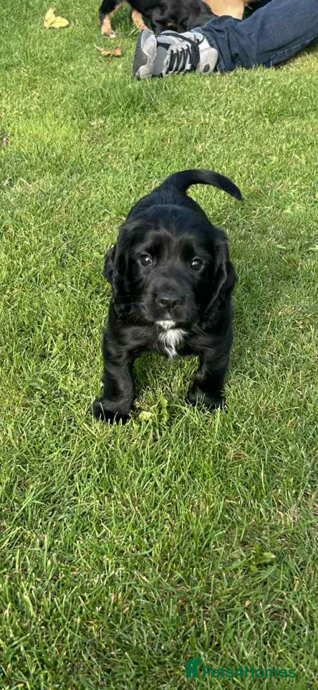 Cocker Spaniel dogs for sale: *READY TO LEAVE* Cocker Spaniel puppies  - Advert 2