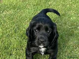 Cocker Spaniel dogs - Advert 36