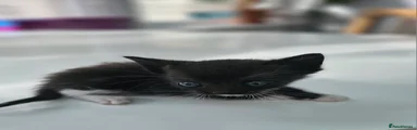 Kitten 3