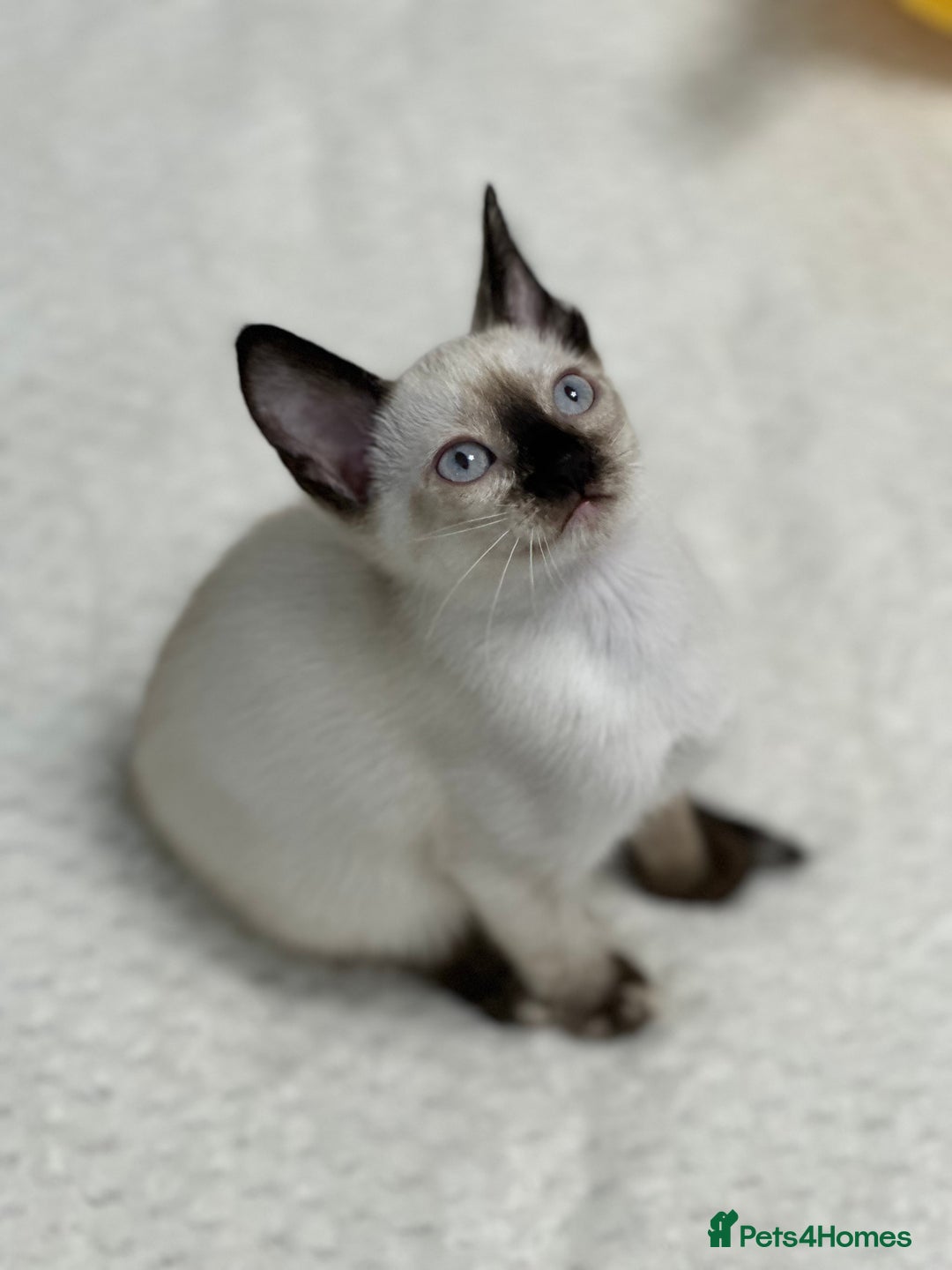 Mixed Breed cats for sale: ✨Cornish Rex Kittens Ready for New Homes Now✨ - Advert 19