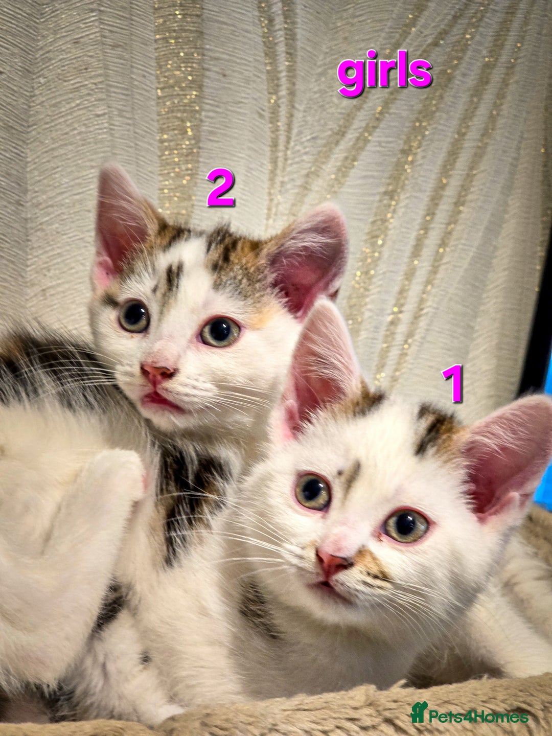 Mixed Breed cats for sale: 🐾 Beautiful, Well-Socialised Kittens 🐾 - Advert 10