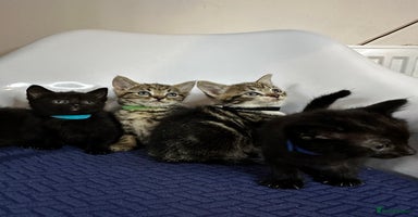 Domestic Shorthair cats - Advert 3