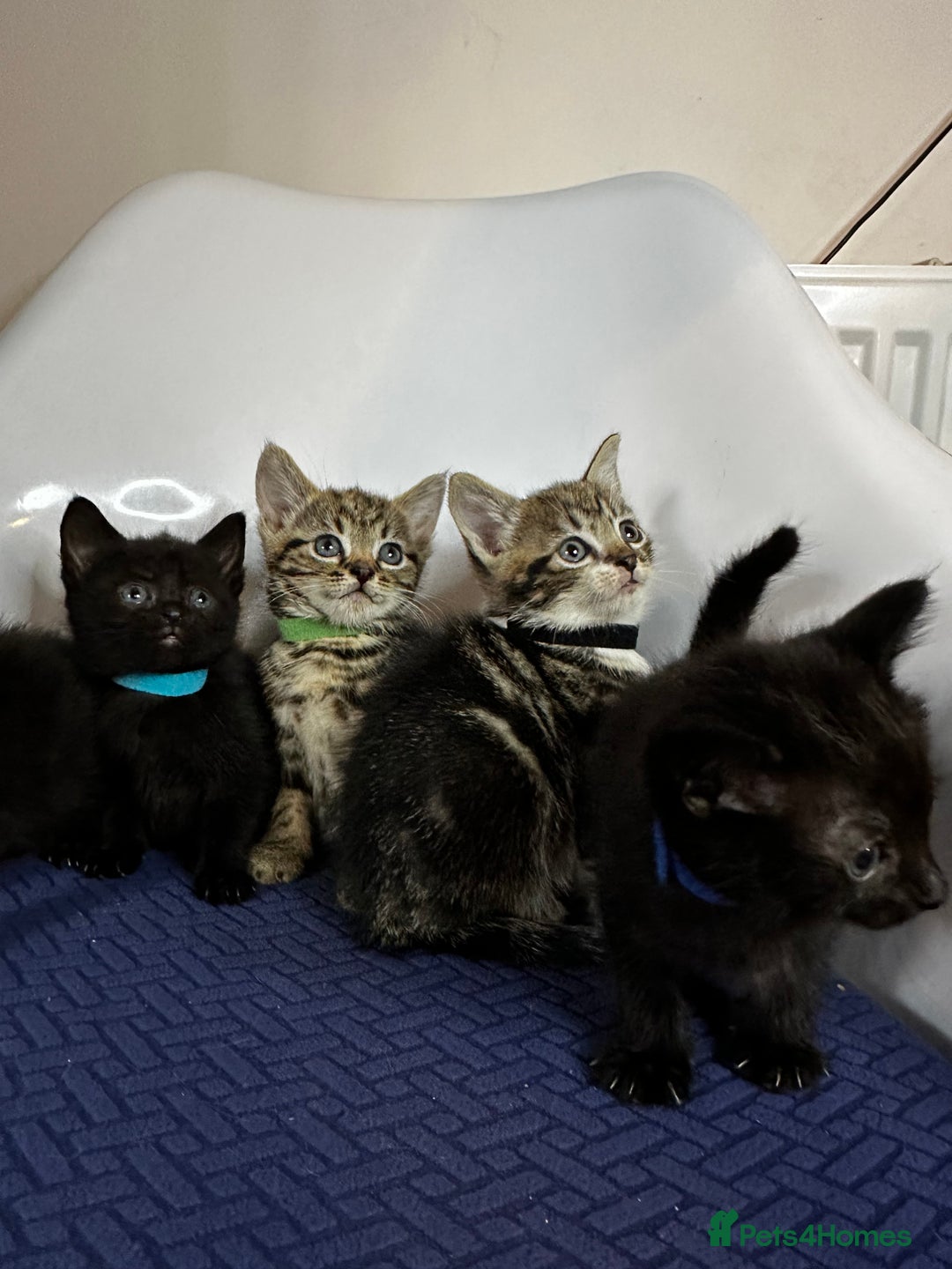 Domestic Shorthair cats for sale: Little ones  - Image 2