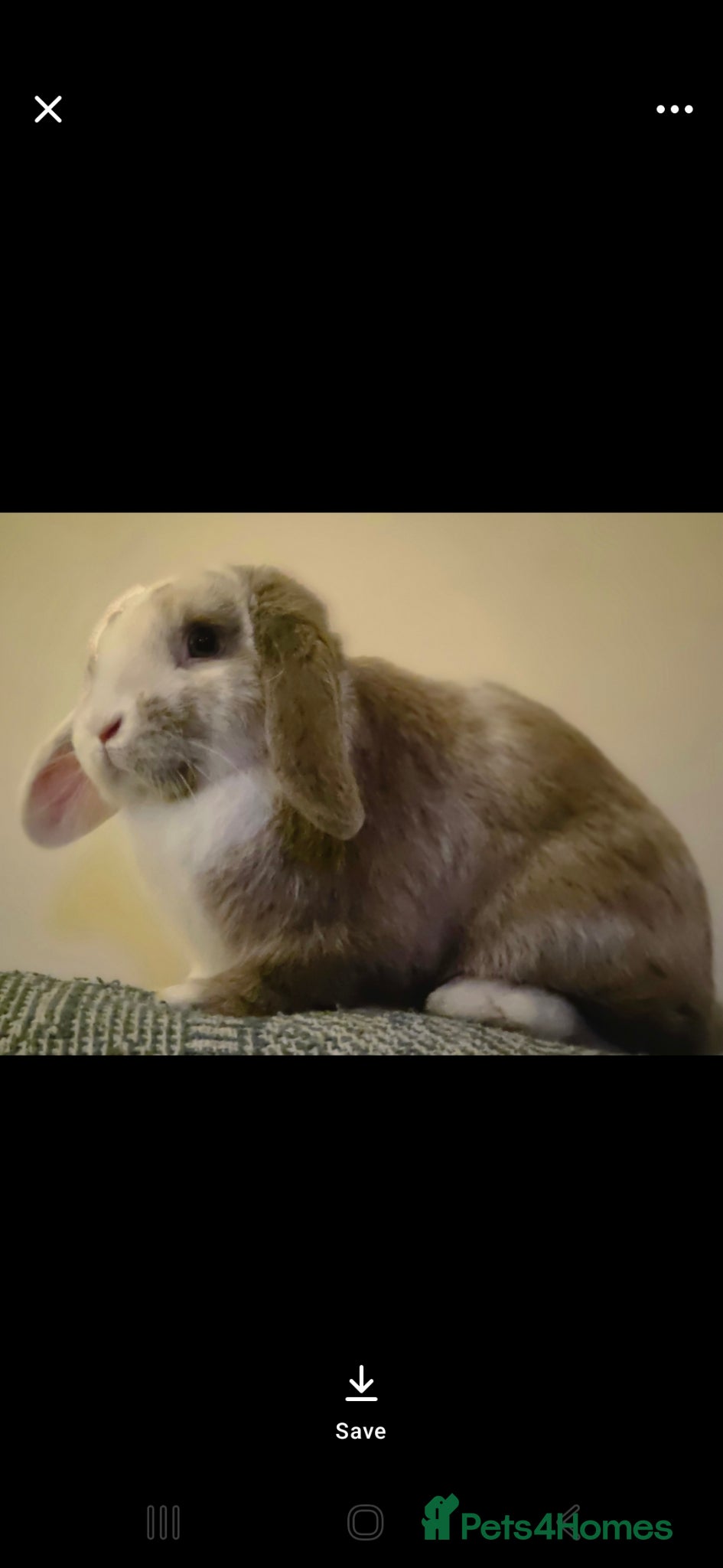 Mini Lop rabbits Male minilop blue eyes  - Advert 13