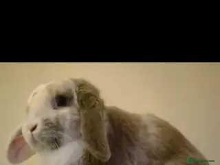 Mini Lop rabbits Male minilop blue eyes - Advert 1