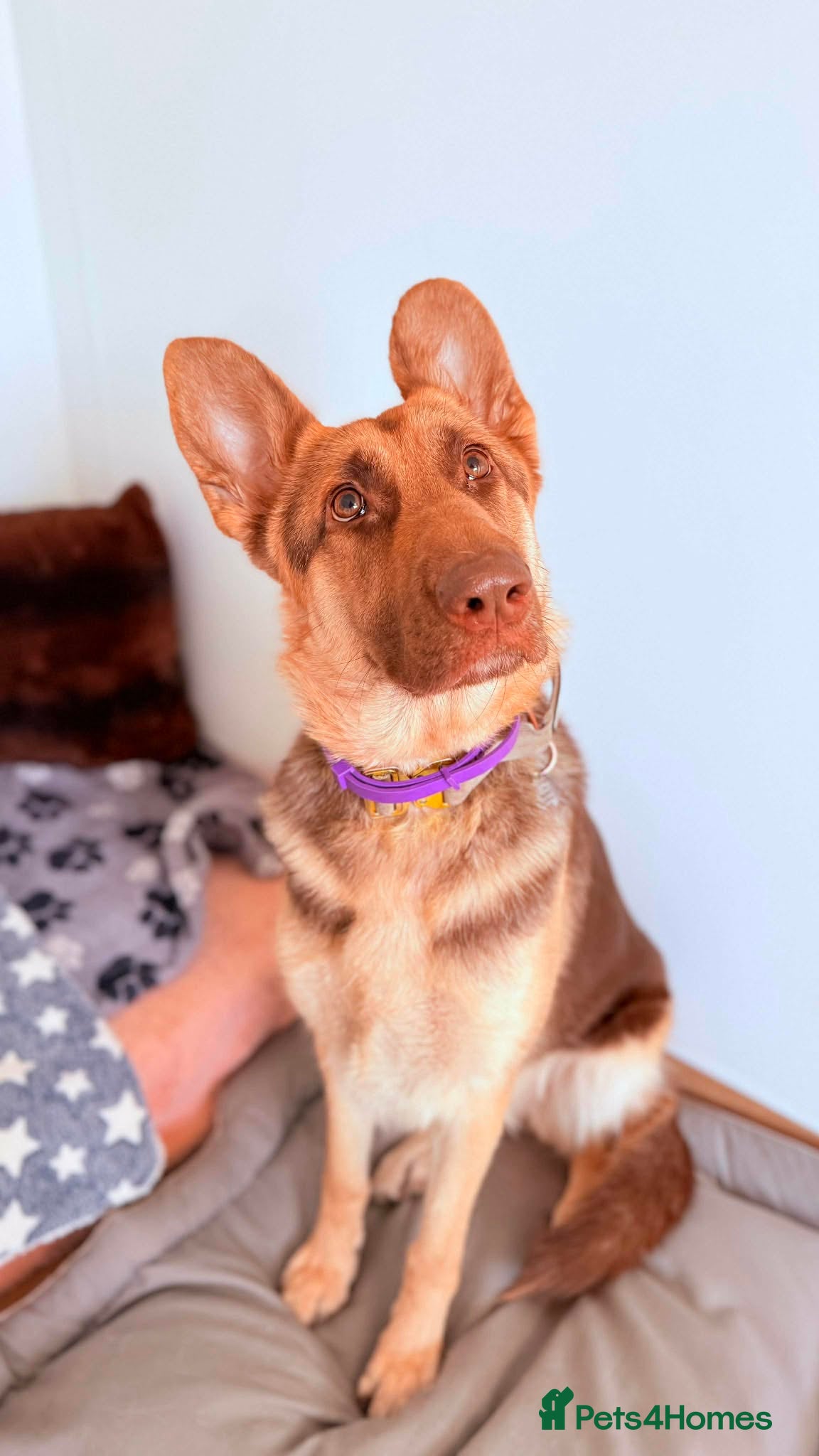 German Shepherd dogs Chewie  - Advert 1