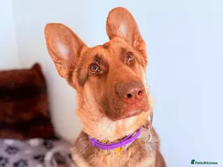 German Shepherd dogs Chewie - Advert 1