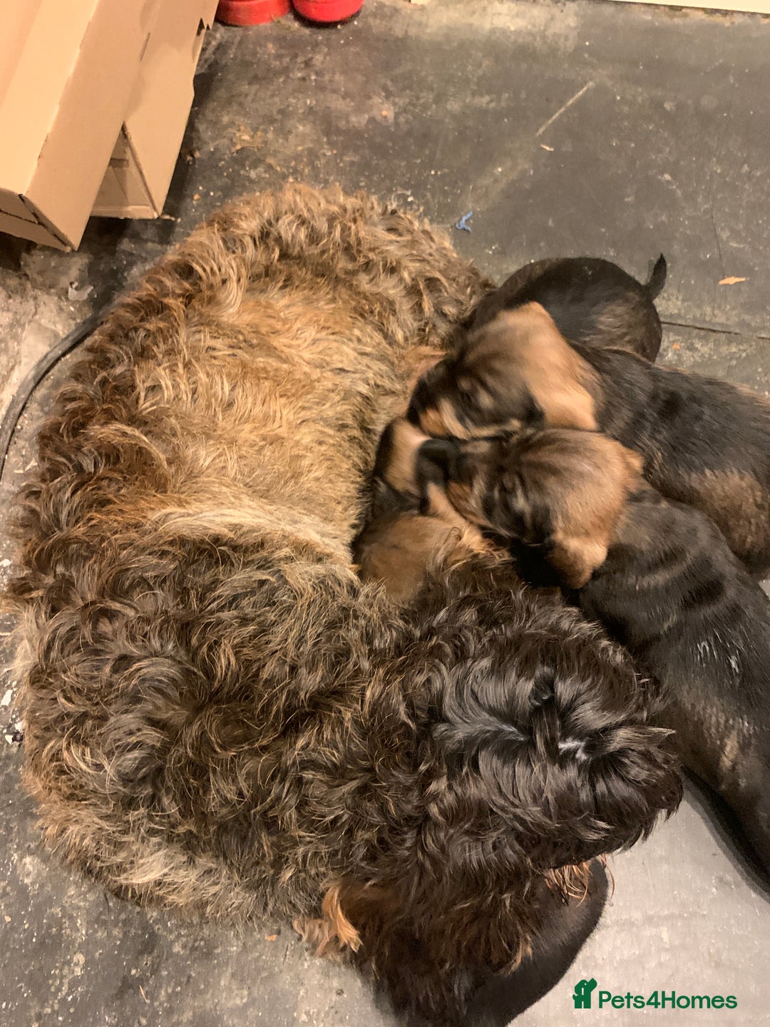 Dachshund dogs for sale: Standard wirehaired dachshund  - Advert 12