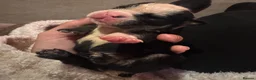 English Bulldog dogs for sale: Registered english bulldog puppies  - Advert 11