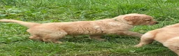 Golden Retriever dogs for sale: A happy healthy family companion  - Advert 12