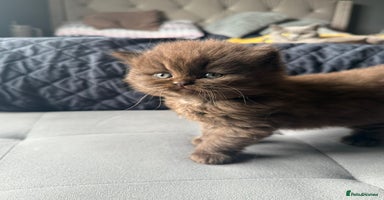 British Shorthair cats - Advert 12