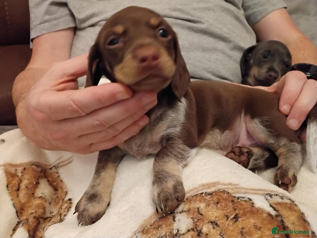 Dachshund dogs for sale: Mini dachshund puppies - Image 1