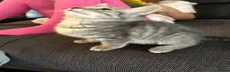 Mixed Breed cats for sale: Kitten - Advert 5