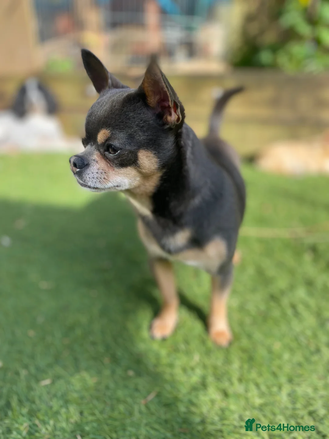 Chihuahua dogs for stud: Chihuahua stud (Romeo) - Advert 1