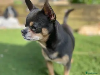 Chihuahua dogs Chihuahua stud (Romeo) - Advert 10