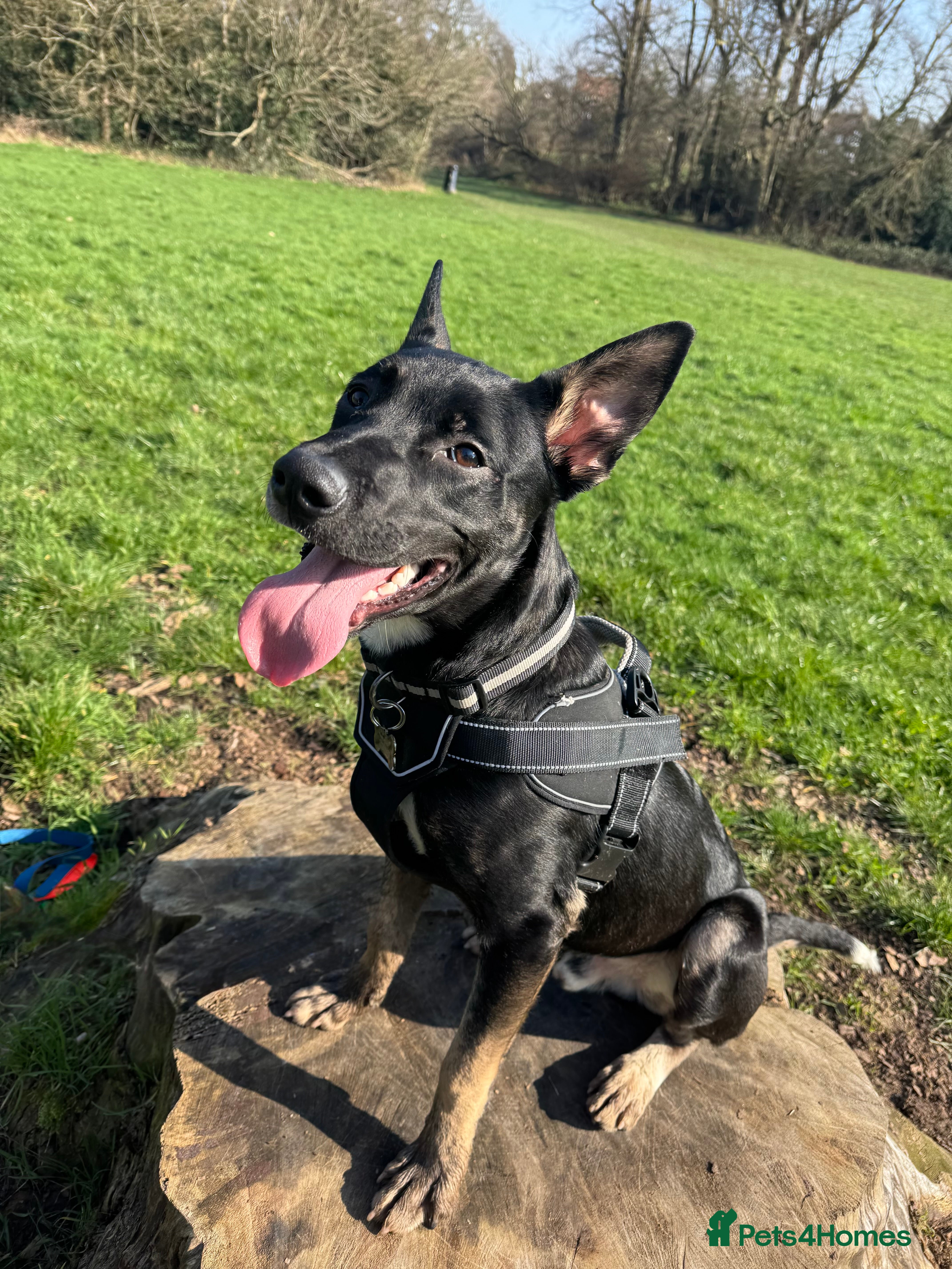 Belgian Shepherd Dog dogs Belgian Malinois - Advert 3