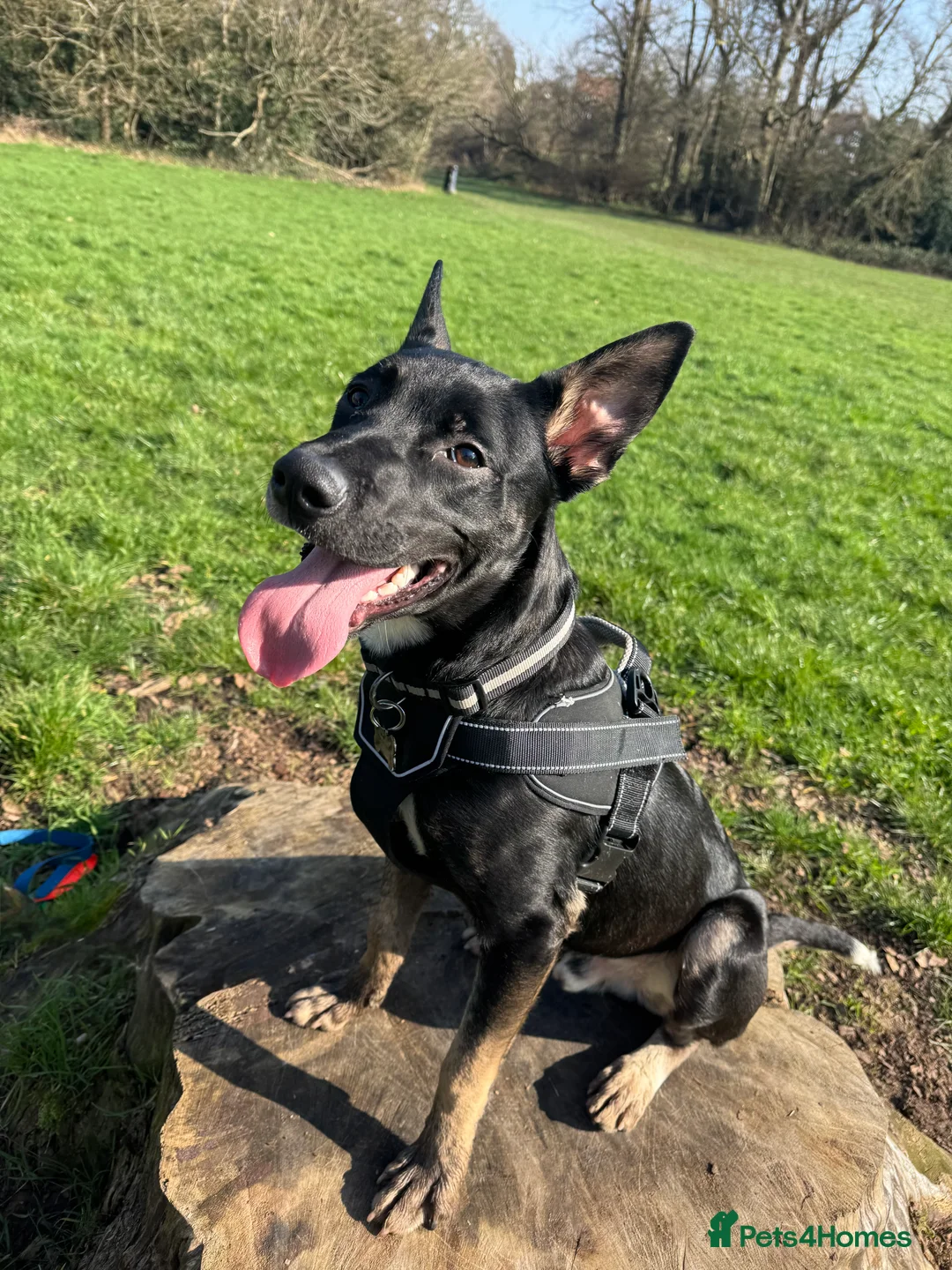 Belgian Shepherd Dog dogs for sale: Belgian Malinois - Advert 1