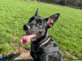 Belgian Shepherd Dog dogs Belgian Malinois - Advert 2