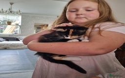 RagaMuffin cats for sale: Lovely ragamuffinx kittens - Image 3