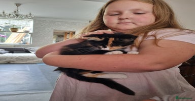 RagaMuffin cats - Advert 7