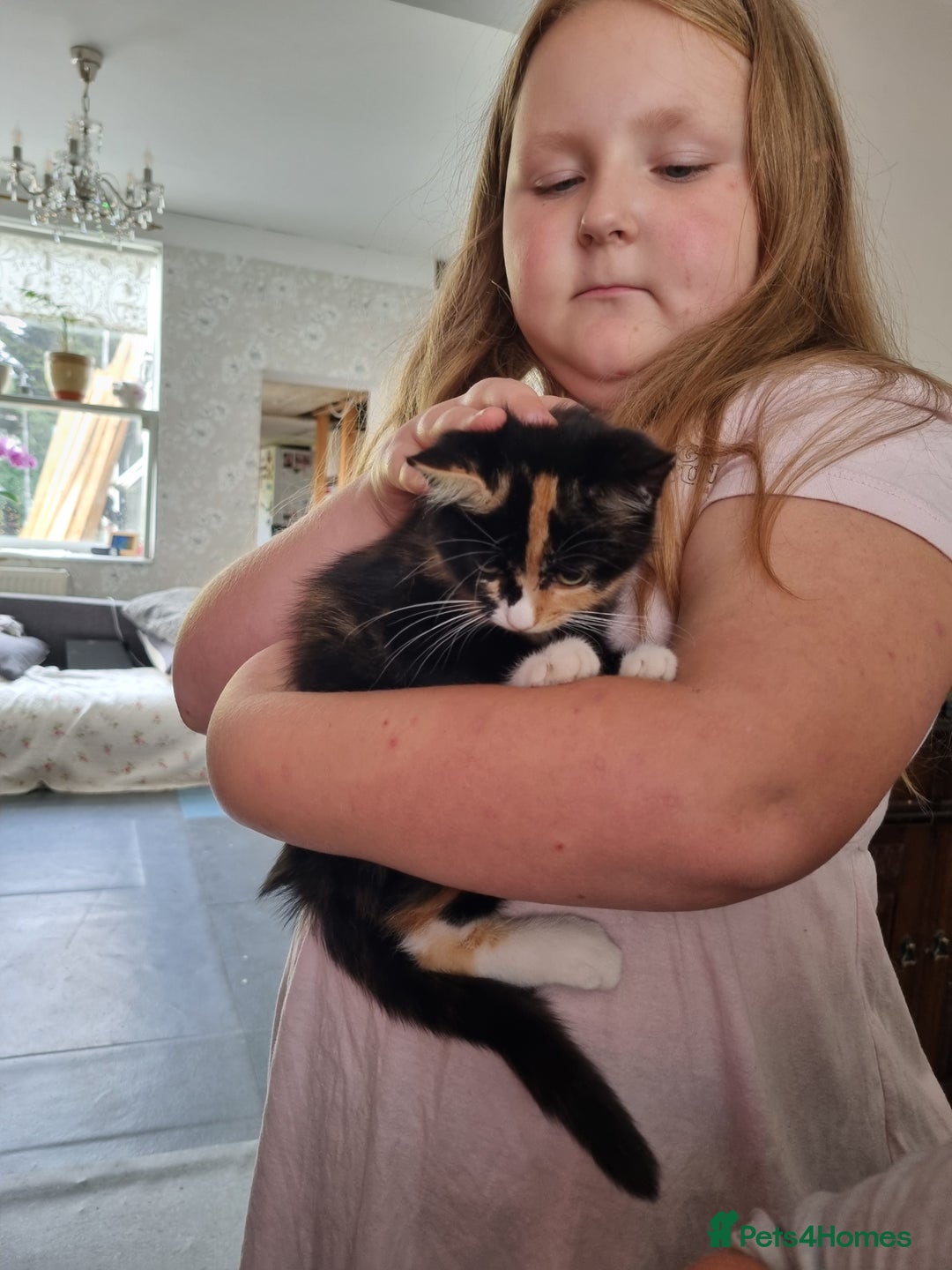 RagaMuffin cats for sale: Lovely ragamuffinx kittens - Image 3