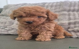 Miniature Poodle dogs for sale: KC Fox Red Miniature Poodle Boys - Image 13