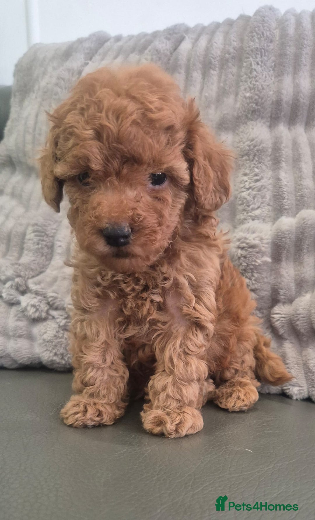 Miniature Poodle dogs for sale: KC Fox Red Miniature Poodle Boys - Image 13