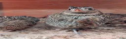 Quail poultry for sale: Mearns/Monizuma Male Quail 2026 in Minehead - Advert 3