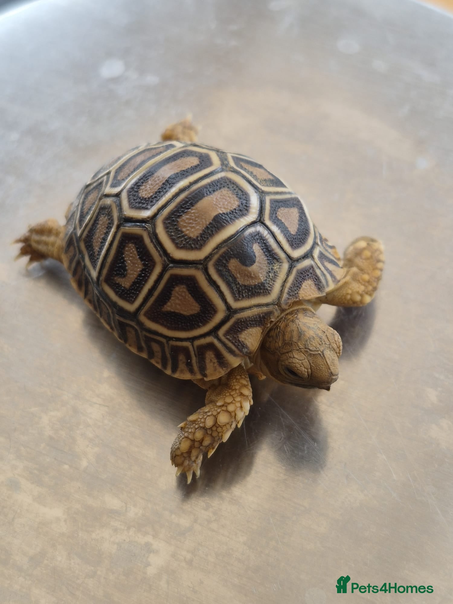 Tortoise reptiles Leopard Tortoise hatchlings - Advert 2