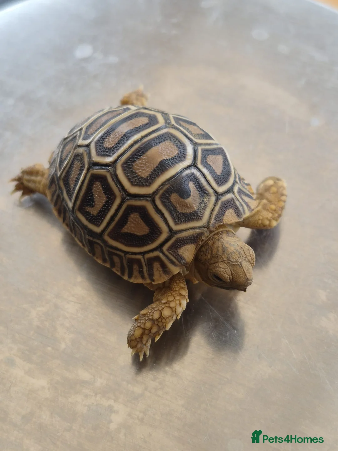 Tortoise reptiles for sale: Leopard Tortoise hatchlings in Rugby - Advert 2