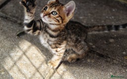 Bengal cats for sale: 🤎 WORLD CLASS BENGAL KITTENS 🤎 - Image 11