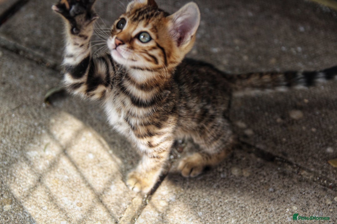 Bengal cats for sale: 🤎 WORLD CLASS BENGAL KITTENS 🤎 - Image 11