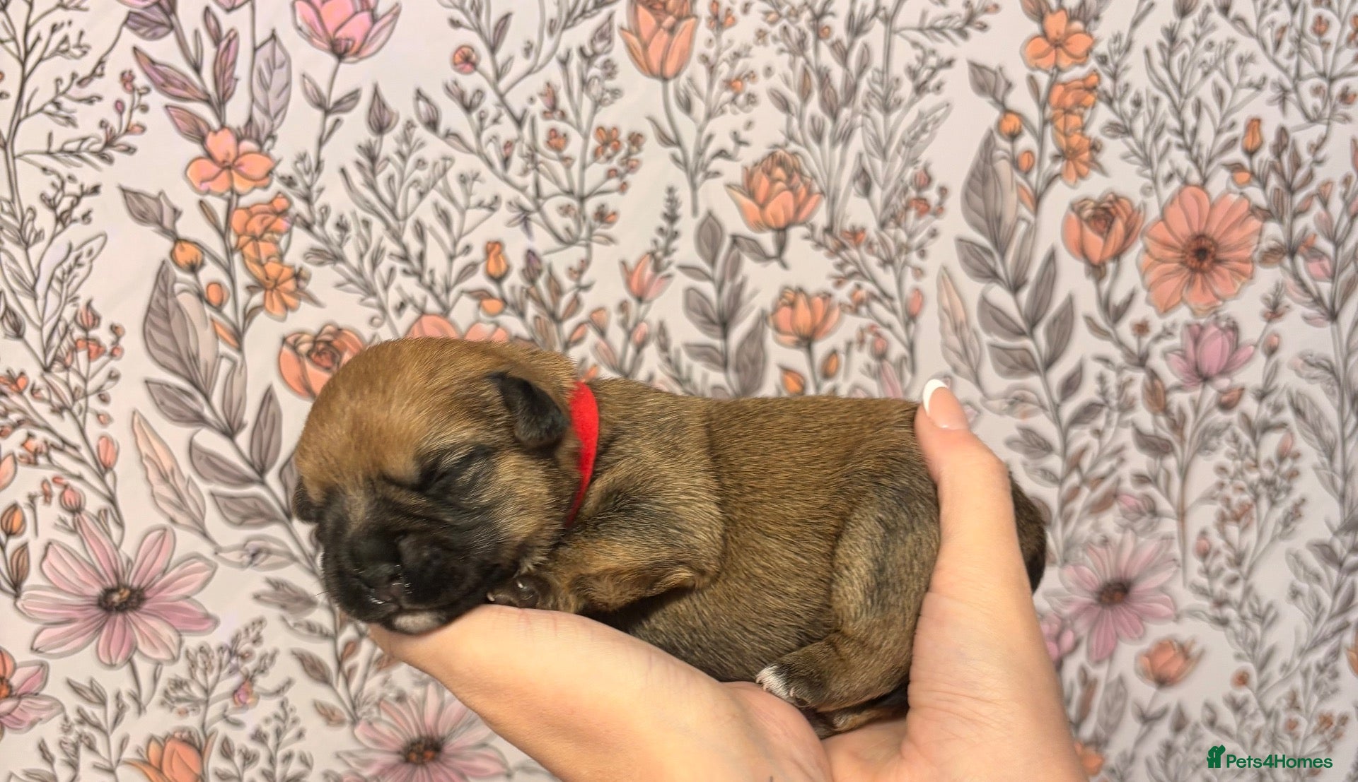 Mixed Breed dogs for sale: Border terrier X Patterdale terrier *2 LEFT* - Advert 1