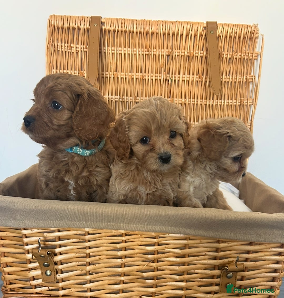 Cavapoo dogs for sale: Stunning, F1 Cavapoo fully health tested parents  - Image 3