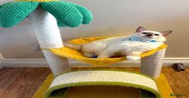 Ragdoll cats - Advert 16