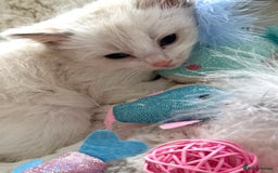 Ragdoll cats for sale: 💙🩷GCCF RAGDOLL KITTENS M&F 9WKS NEUT & SPAYED 🥇 - Image 9