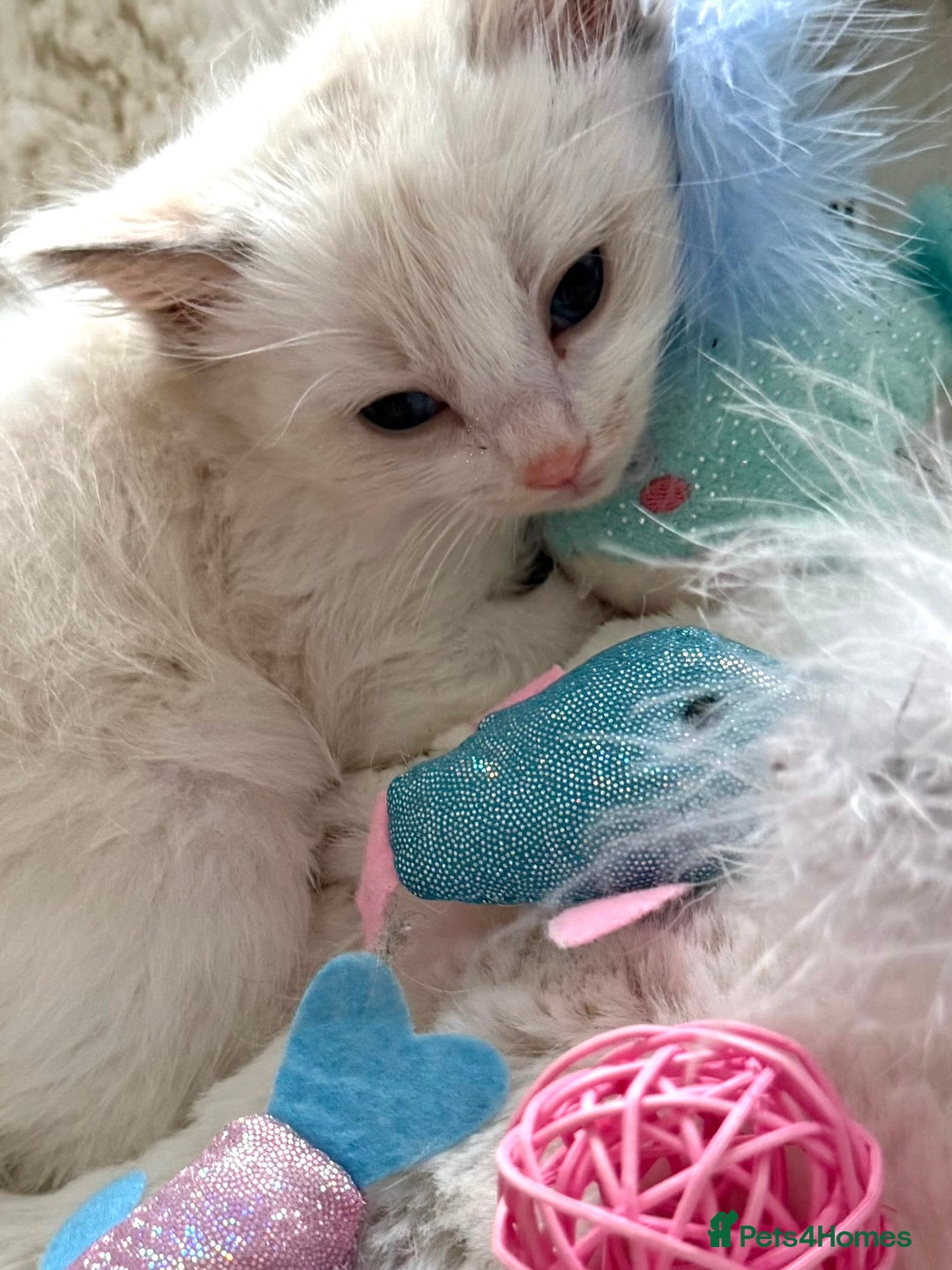 Ragdoll cats for sale: 💙🩷GCCF RAGDOLL KITTENS M&F 9WKS NEUT & SPAYED 🥇 - Image 9