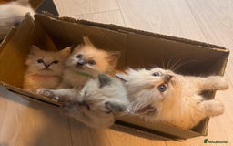 Ragdoll cats for sale: Beautiful Ragdoll Kittens  - Image 22
