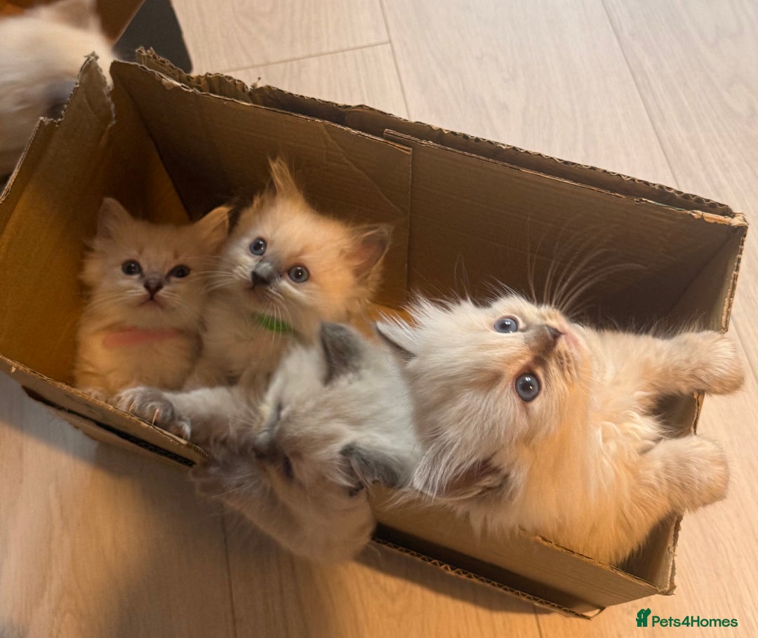 Ragdoll cats for sale: Beautiful Ragdoll Kittens  - Image 22