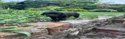 Labrador Retriever dogs for sale: Black Labrador Pups, KC Registered, 2 F, 1 M.  - Advert 15