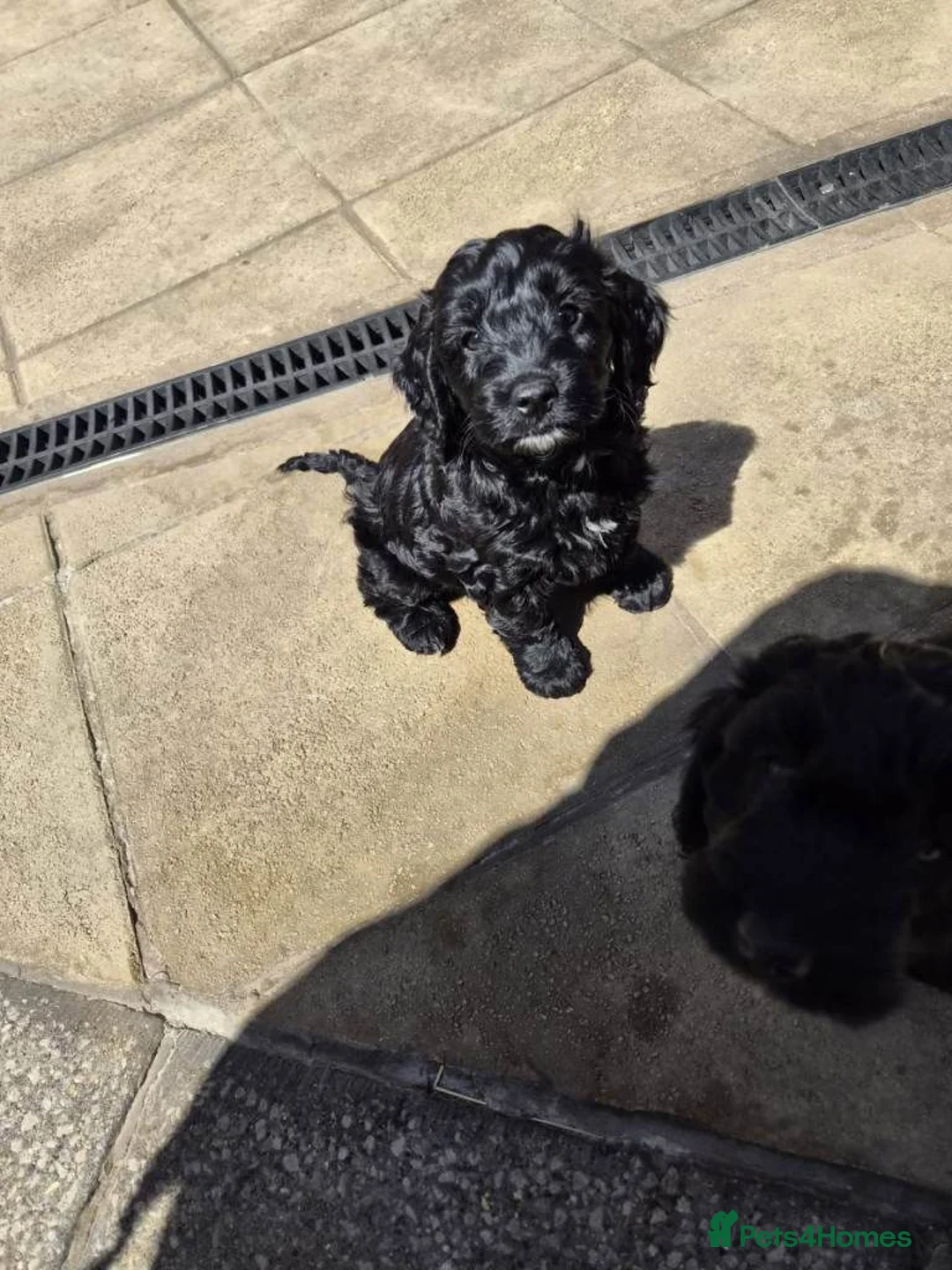 Cockapoo dogs for sale: cockapoo puppies in Solihull - Advert 3