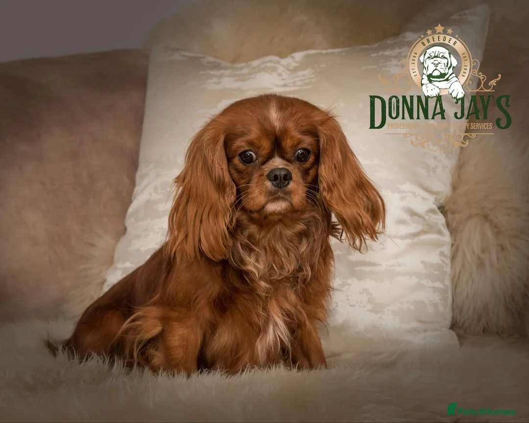 Cavalier King Charles Spaniel dogs for stud: Donnajays stud boys kc laboratory health tested  in Stafford - Advert 2