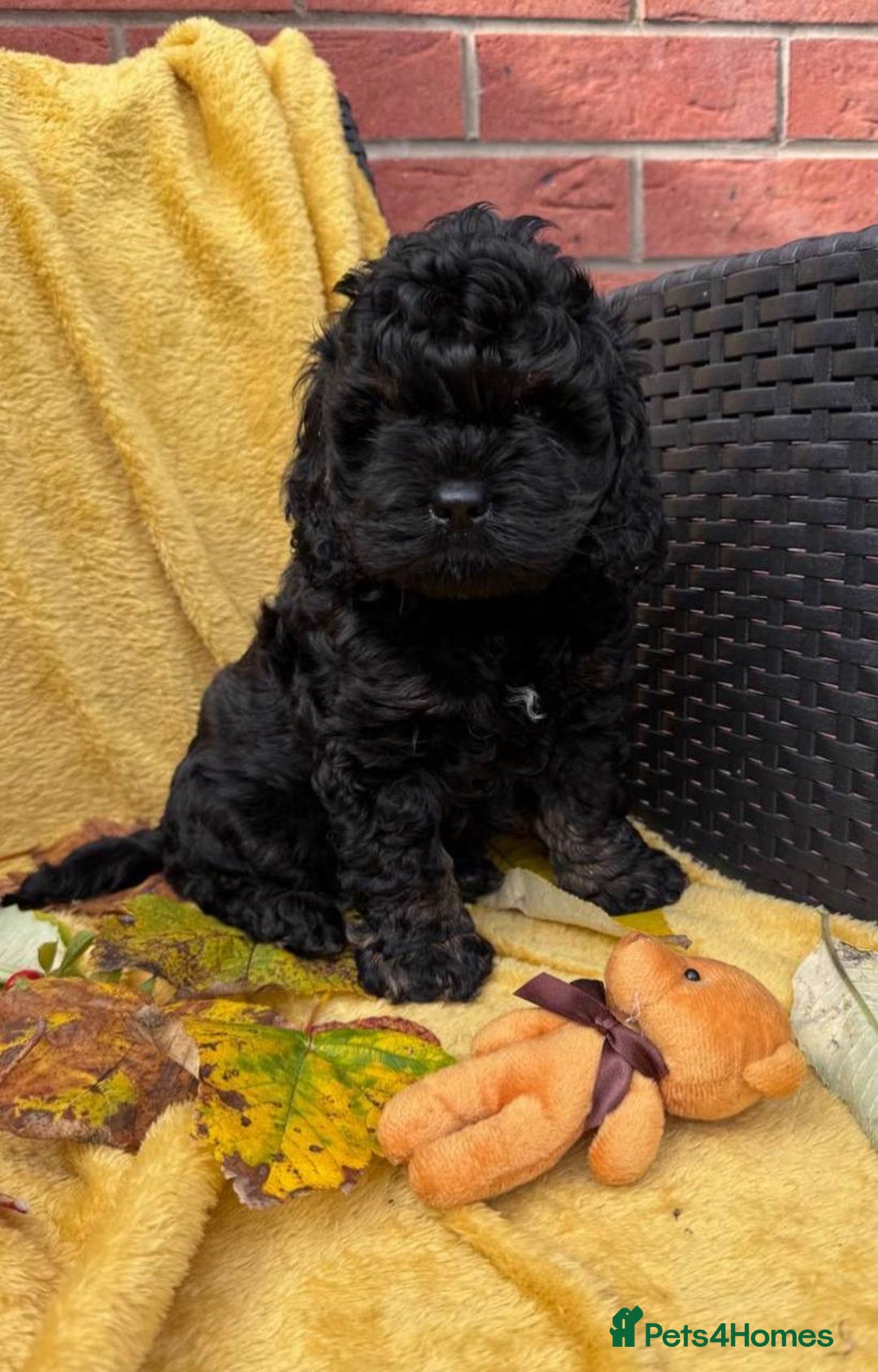 Cockapoo dogs for sale: Gorgeous 3-Month-Old F1 American Cockapoo Girl - Advert 2
