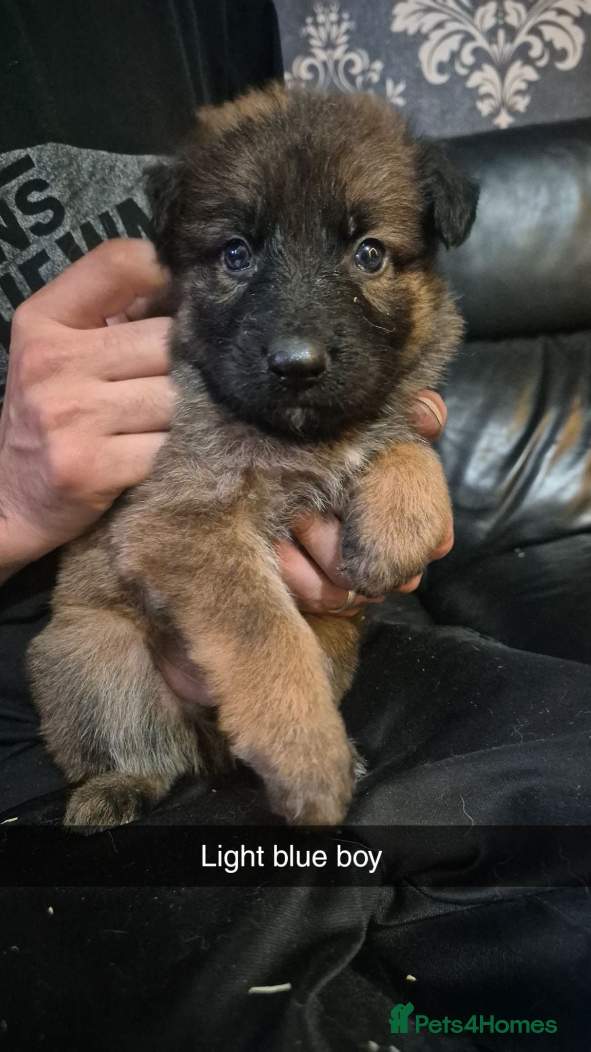 German Shepherd dogs GERMAN SHEPHERD PUPS  - Advert 1