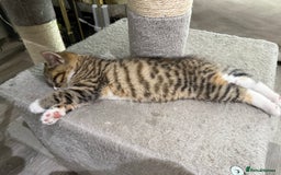 Persian cats for sale: Persian mix kittens for sale  - Image 1