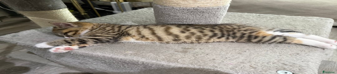 Persian Kitten 2