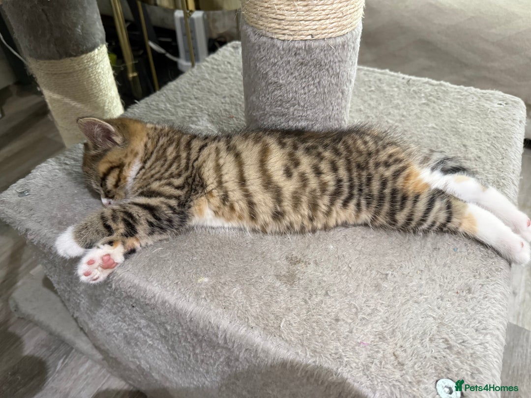 Persian cats for sale: Persian mix kittens for sale  - Image 1