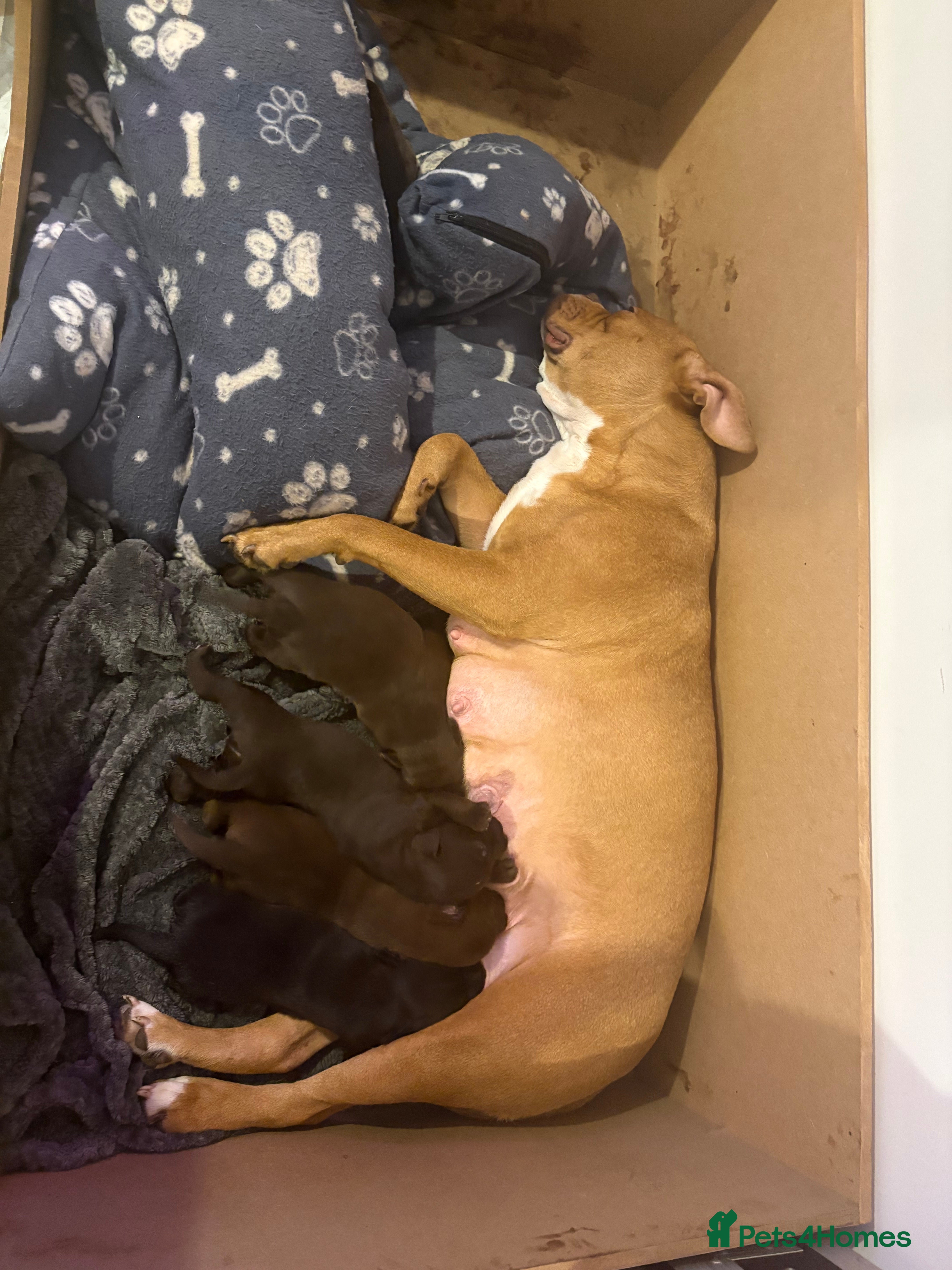 Mixed Breed dogs Labrador x Olde English Bulldogge Puppies  - Advert 1